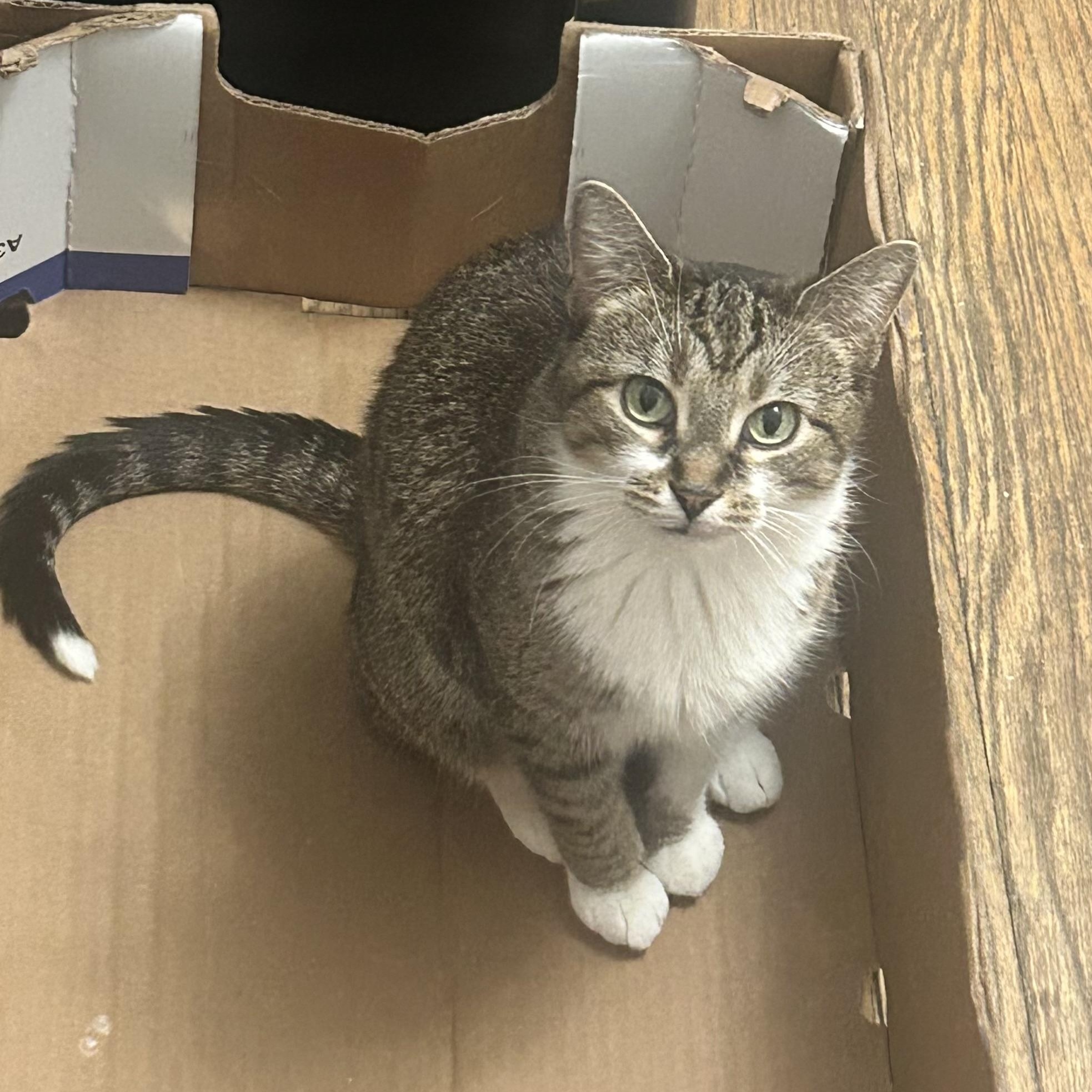 Zelle, ADOPTABLE, Adult Female Domestic Short Hair.