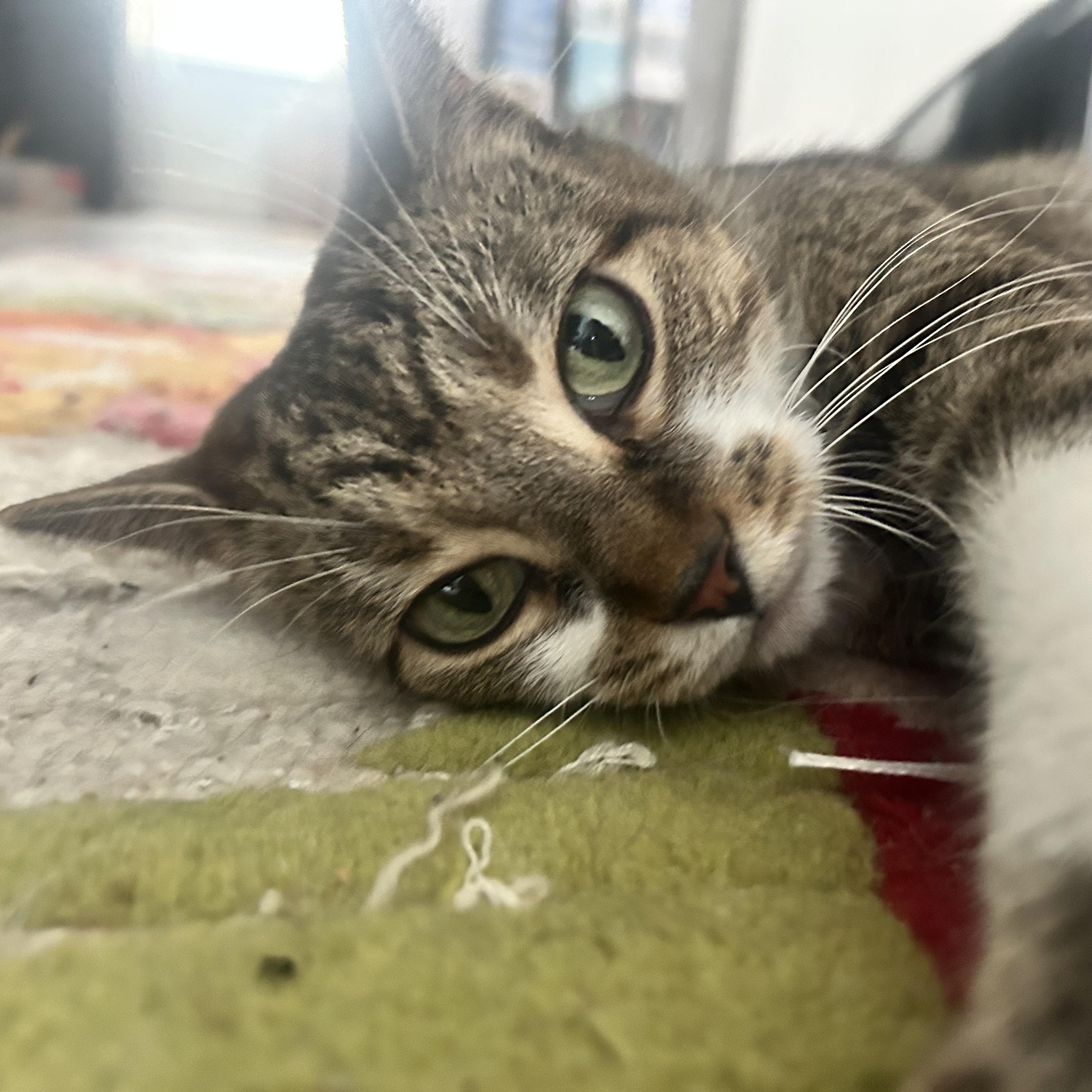 Enlarge Zelle, a ADOPTABLE Domestic Short Hair in Chicago, IL image 3/4