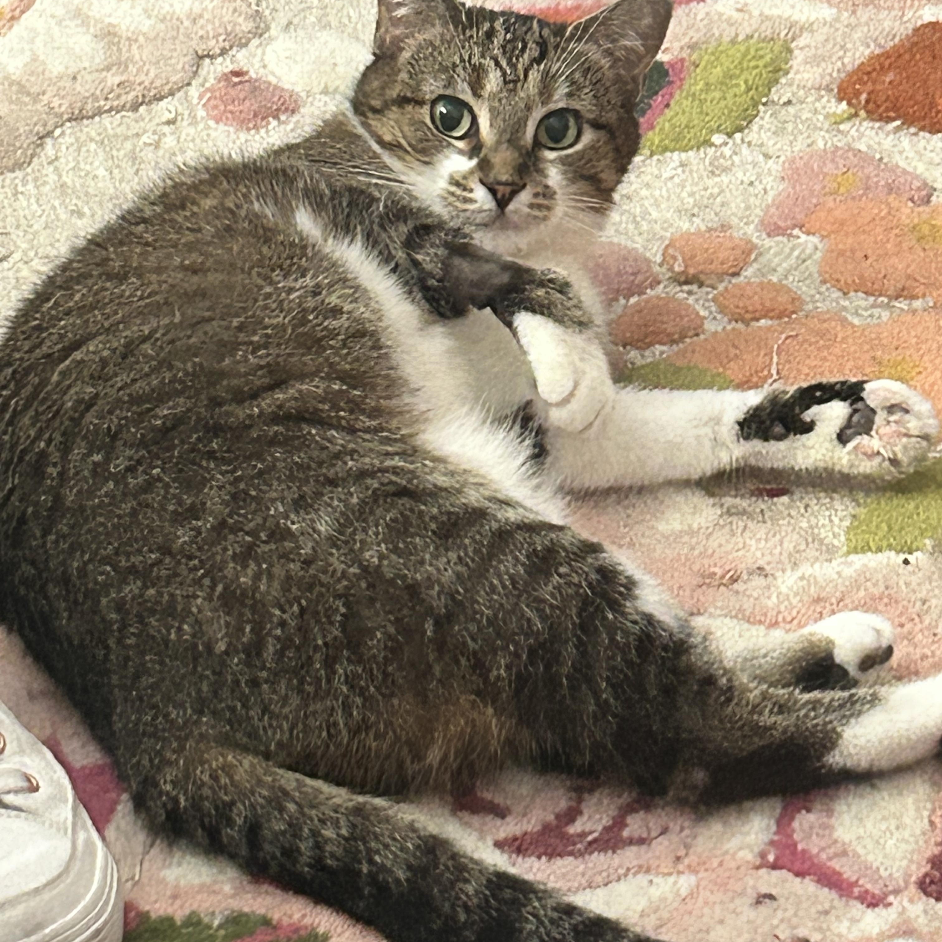 Enlarge Zelle, a ADOPTABLE Domestic Short Hair in Chicago, IL image 2/4