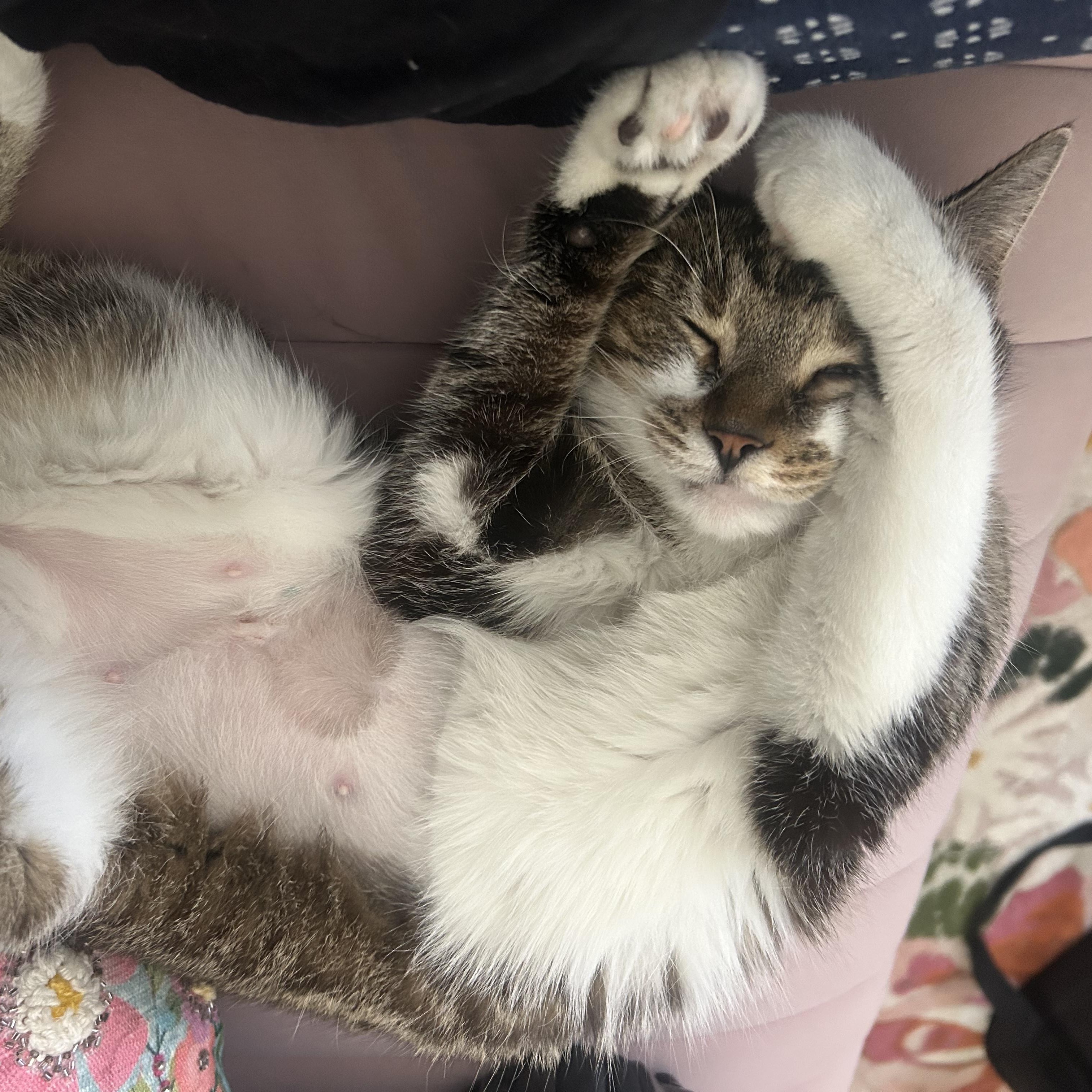 Enlarge Zelle, a ADOPTABLE Domestic Short Hair in Chicago, IL image 4/4