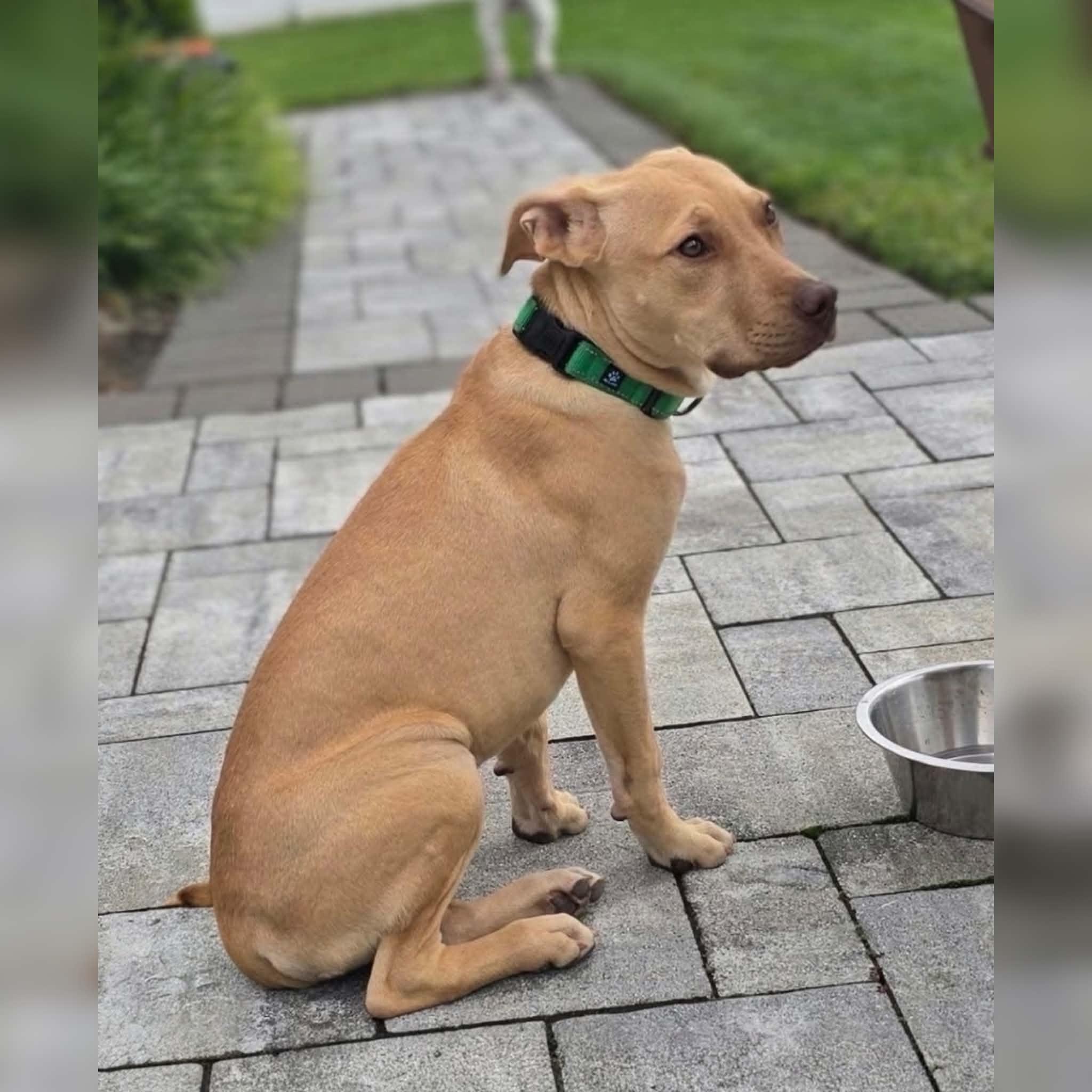 Humphrey, Adoptable, Puppy Male Pit Bull Terrier & Hound.