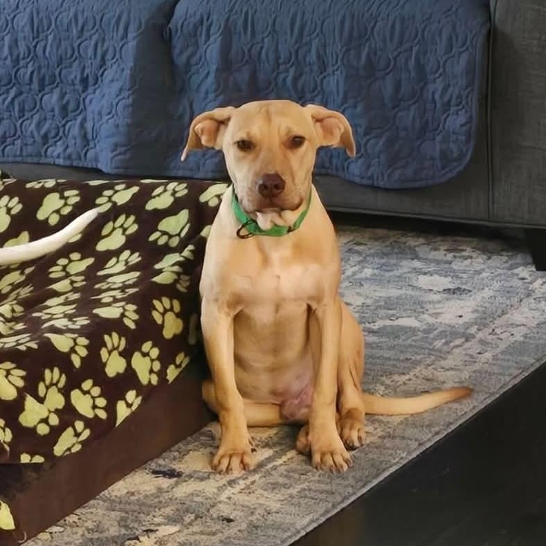 Enlarge Humphrey, a Adoptable mixed breed in Levittown, NY image 2/5