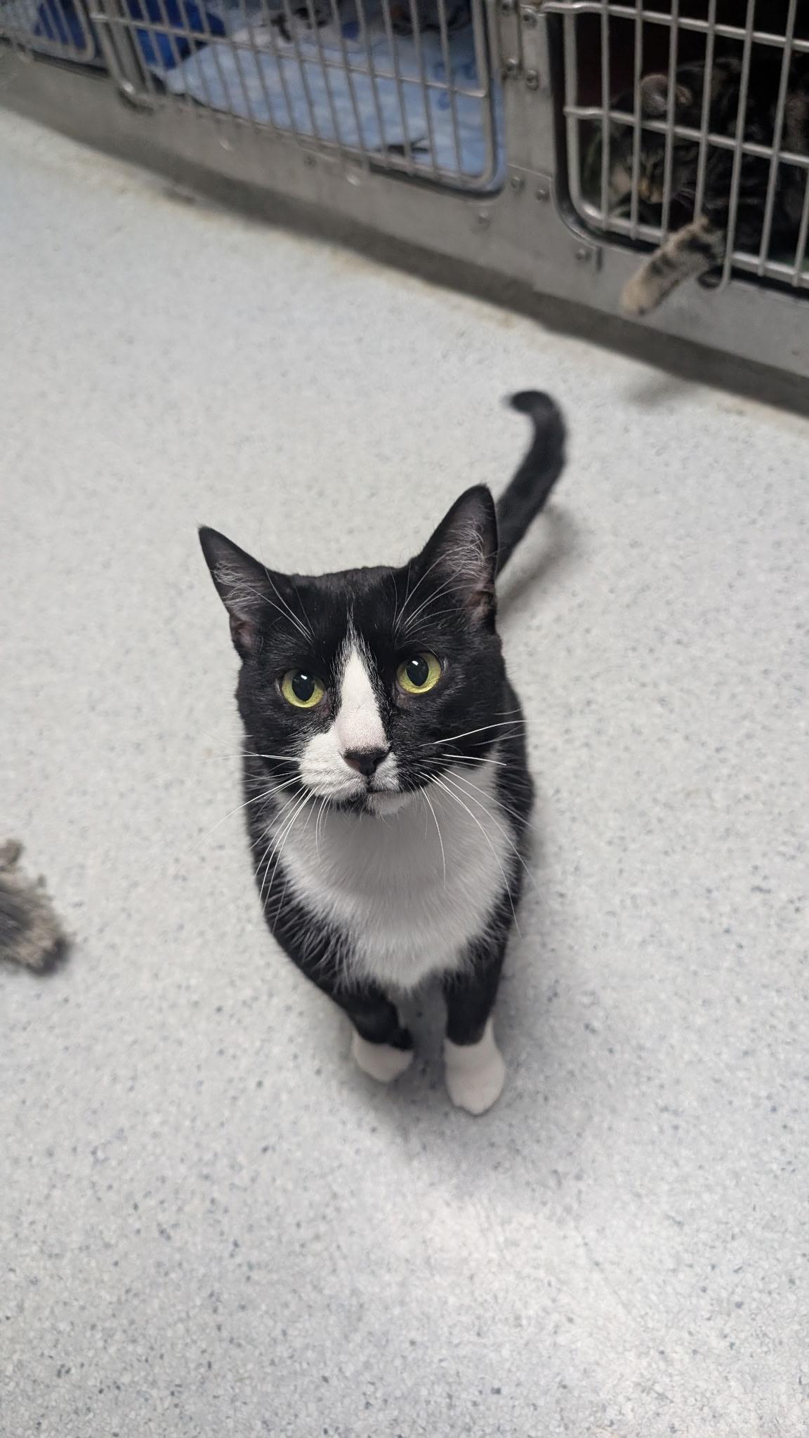 Rapunzel, Adoptable, Adult Female Domestic Short Hair.