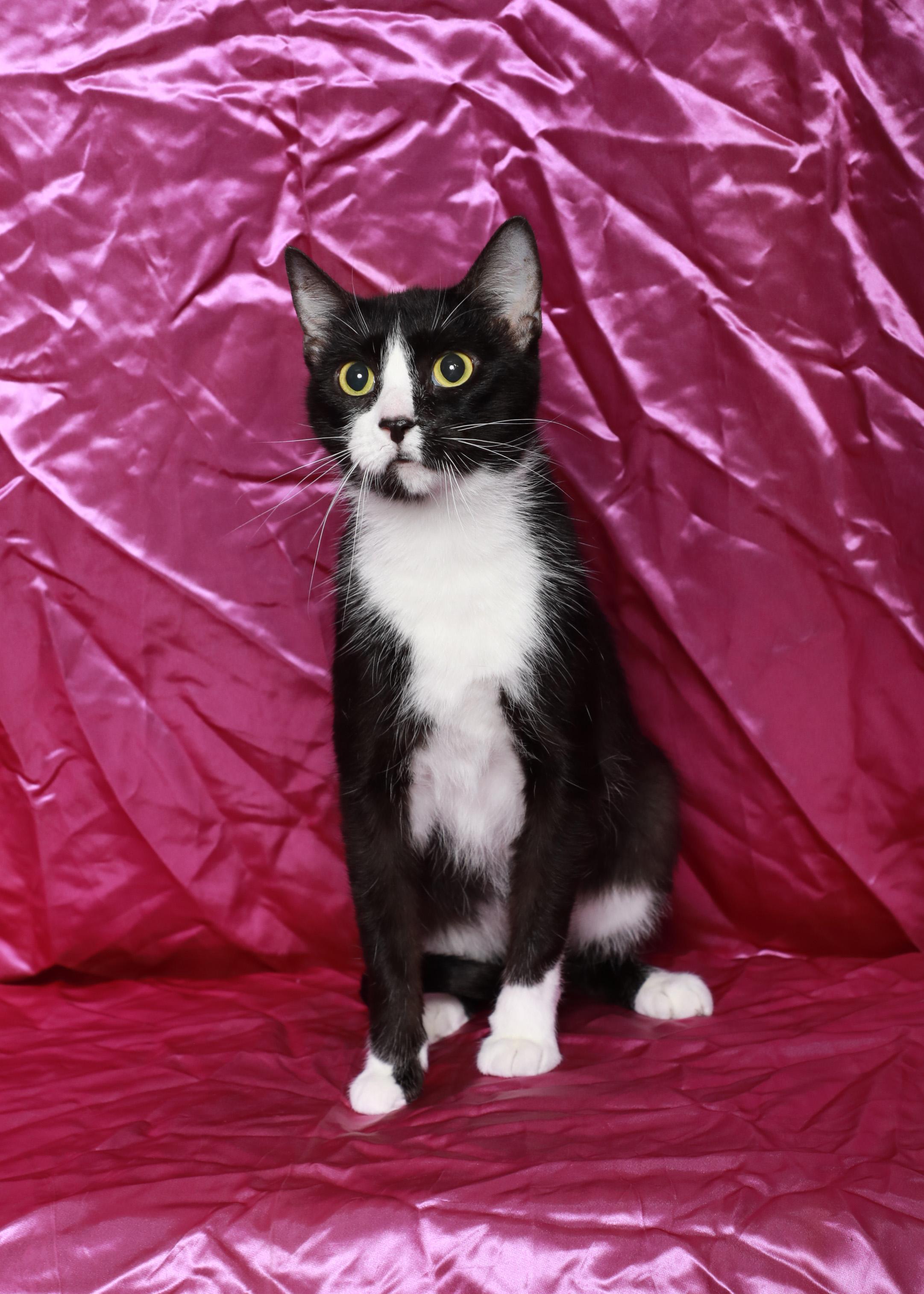 Mrs Claus ( true love of Santa), Adoptable, Adult Female Domestic Short Hair.