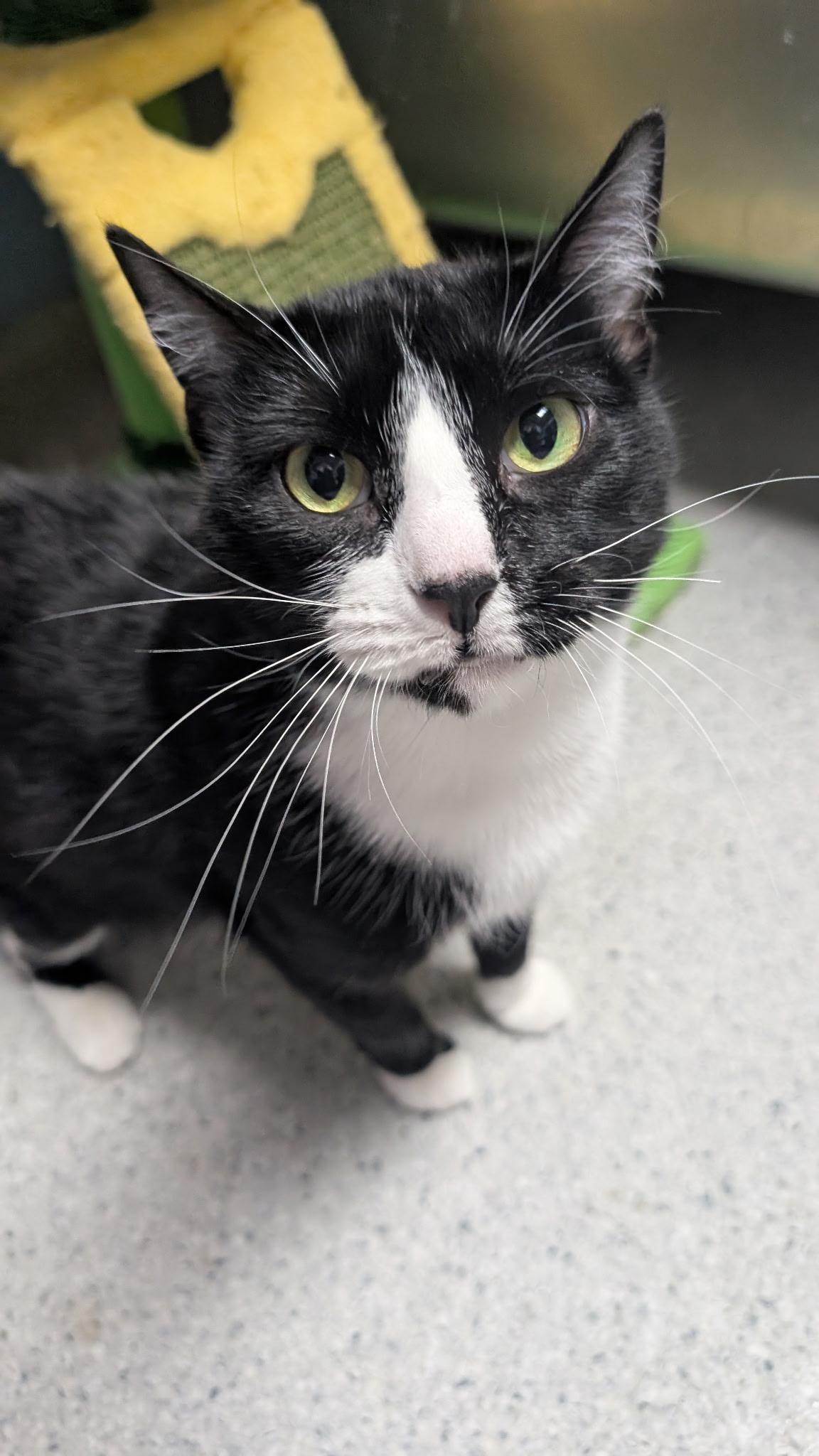 Mrs Claus ( true love of Santa), a Adoptable Domestic Short Hair in Rock Falls, IL image 3/5