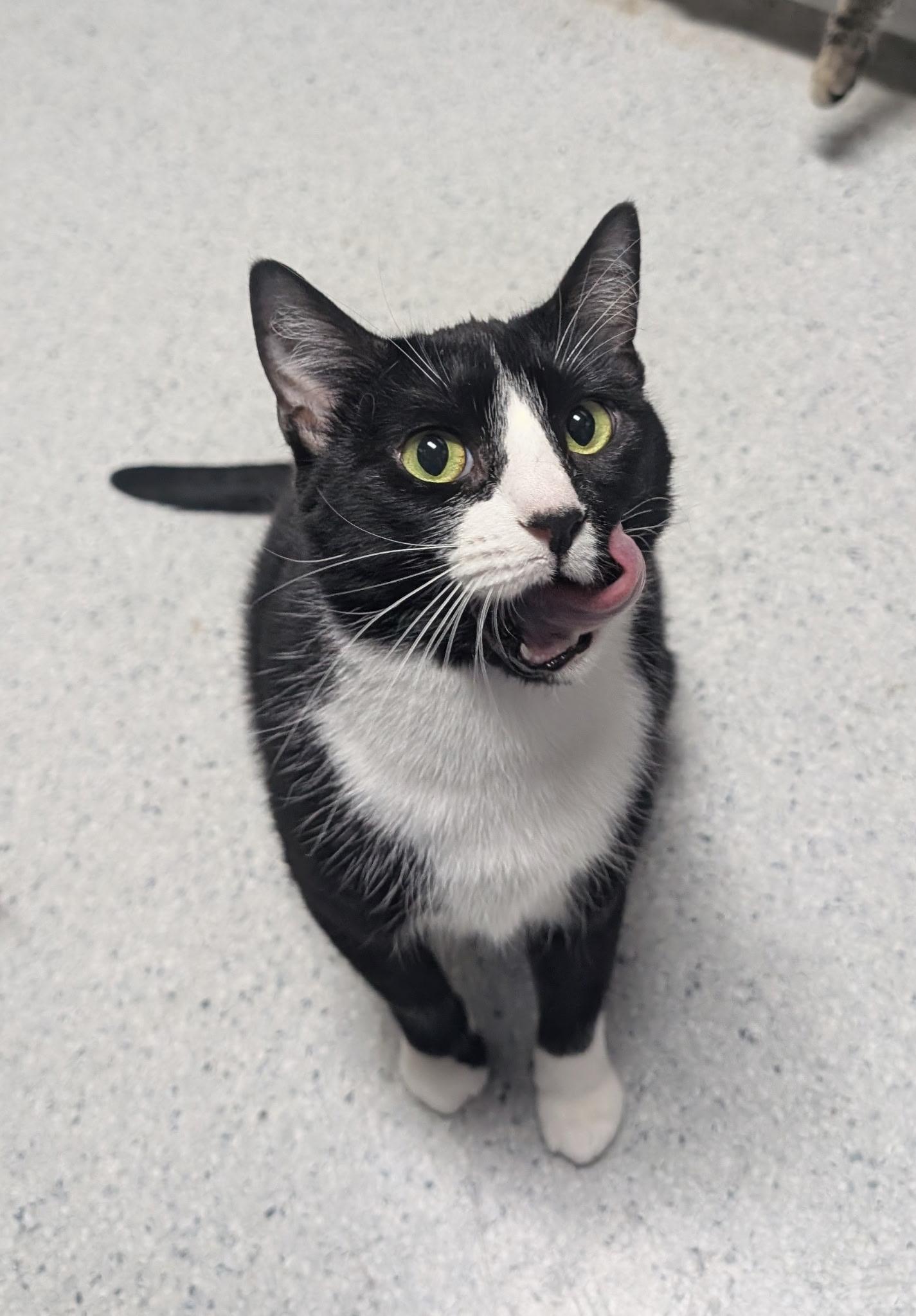 Mrs Claus ( true love of Santa), a Adoptable Domestic Short Hair in Rock Falls, IL image 4/5
