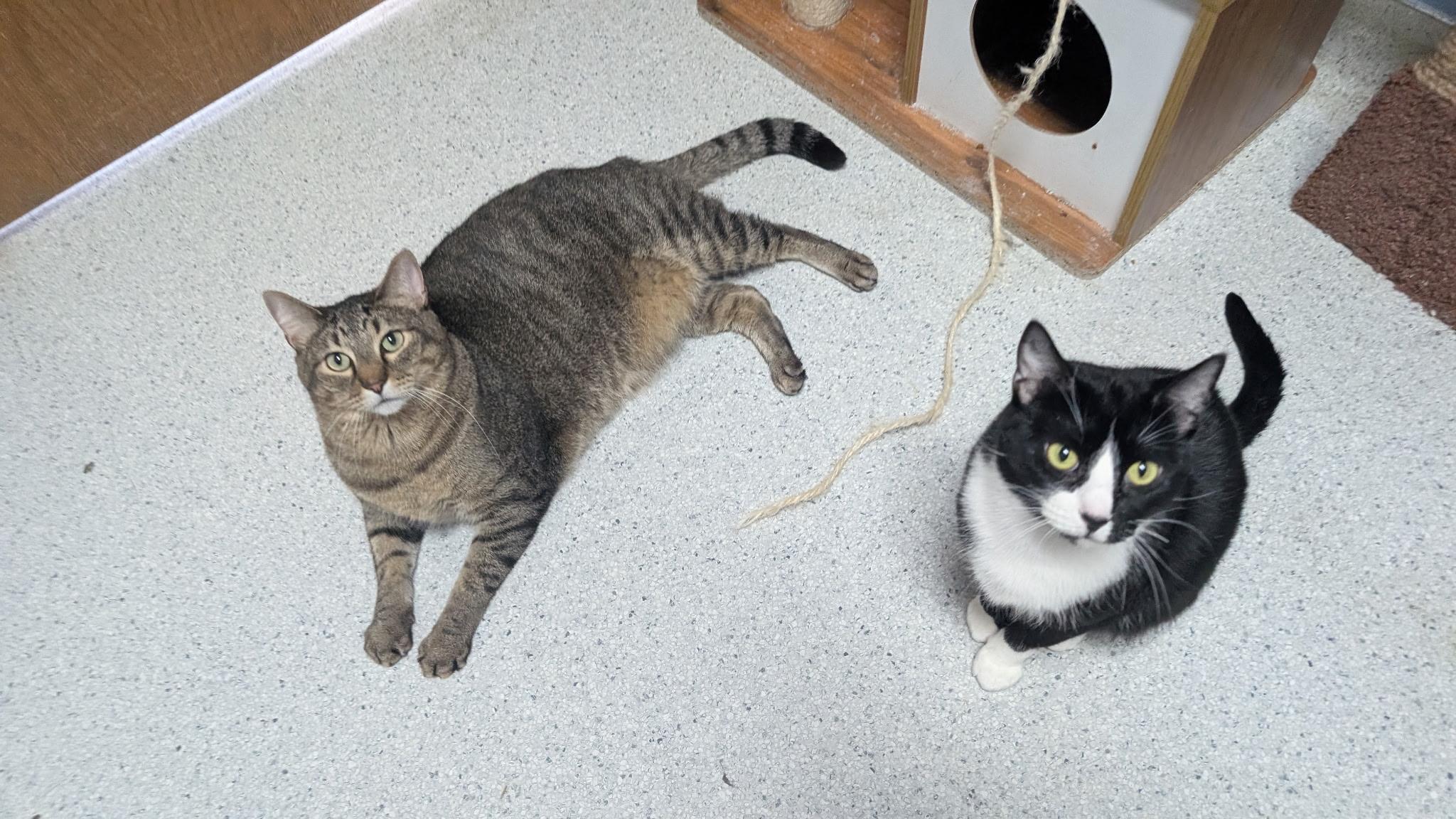 Mrs Claus ( true love of Santa), a Adoptable Domestic Short Hair in Rock Falls, IL image 5/5