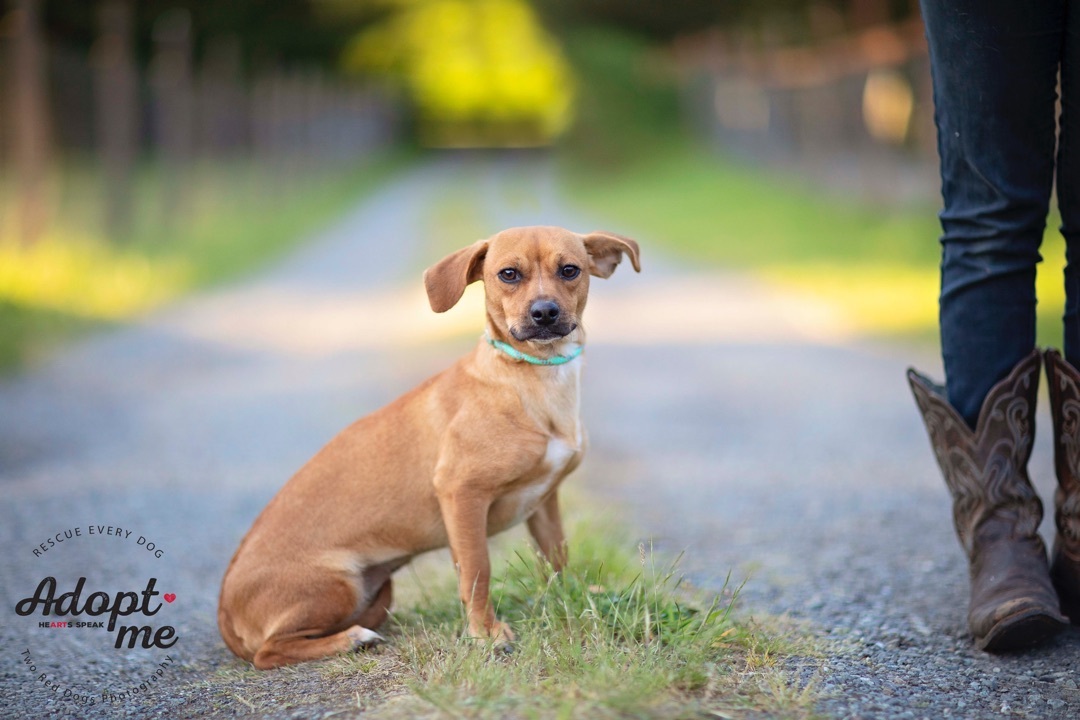 Pablo & Paloma - Paloma, Adoptable, Adult Female Dachshund & Chihuahua.