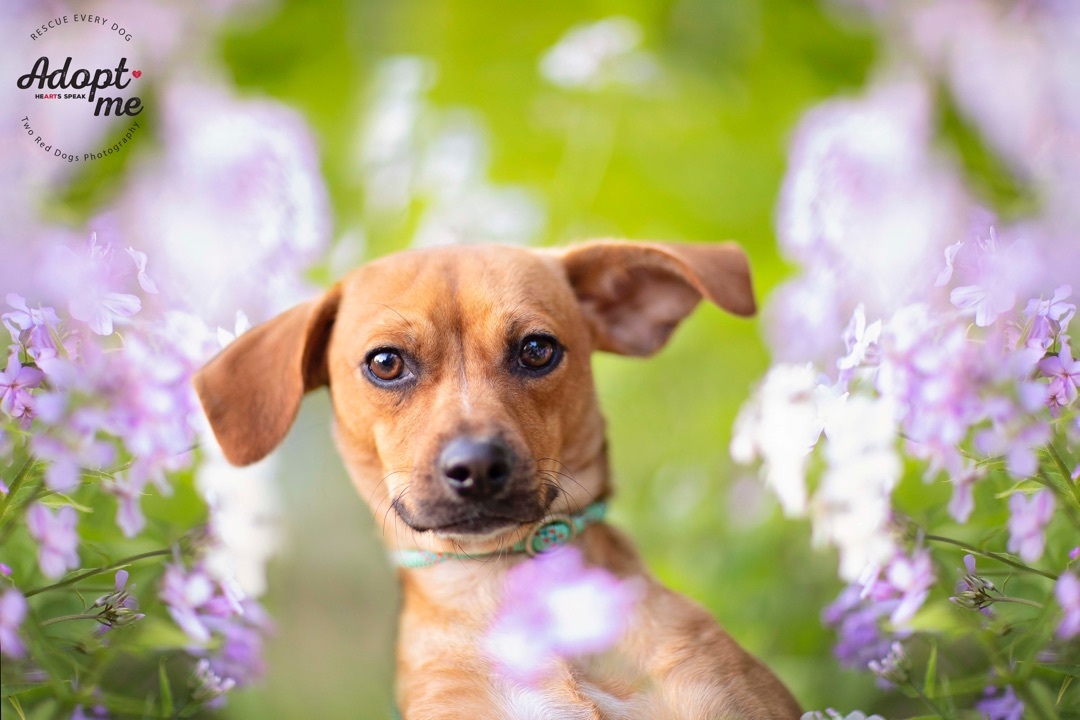 Enlarge Pablo & Paloma - Paloma, a Adoptable mixed breed in Seattle, WA image 2/10
