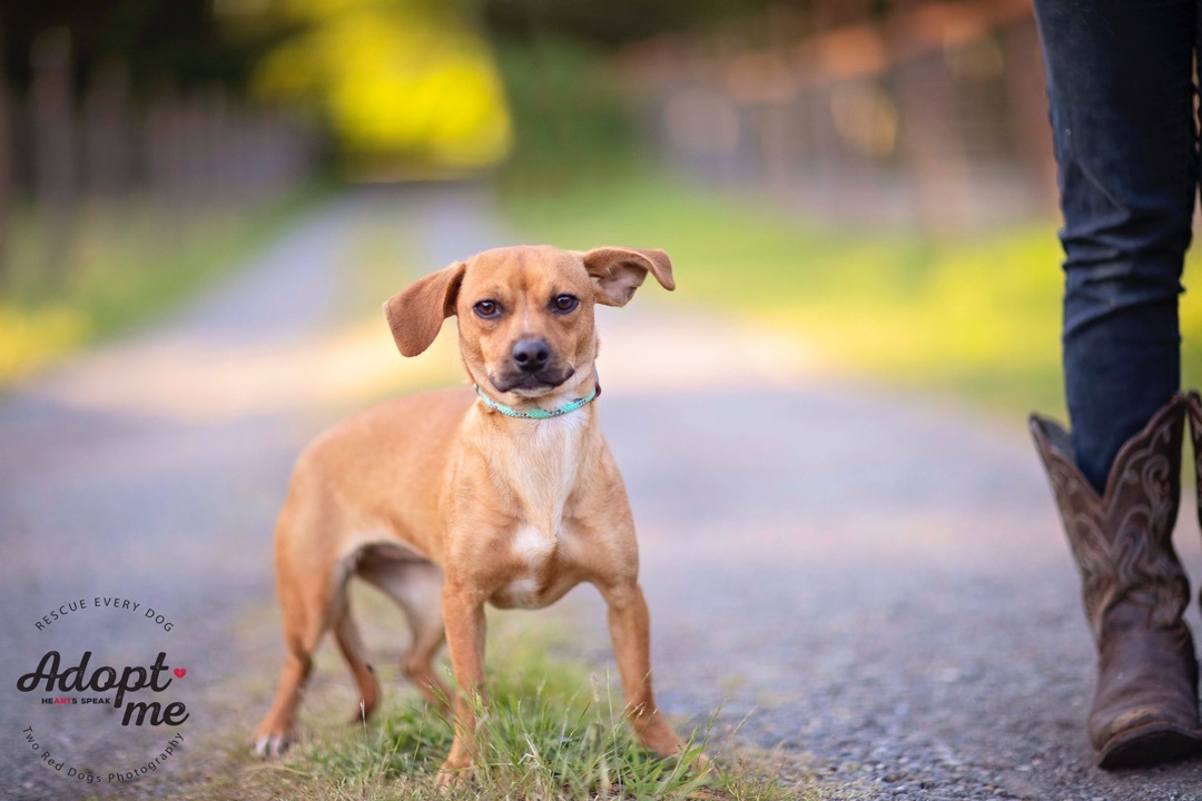 Enlarge Pablo & Paloma - Paloma, a Adoptable mixed breed in Seattle, WA image 3/10