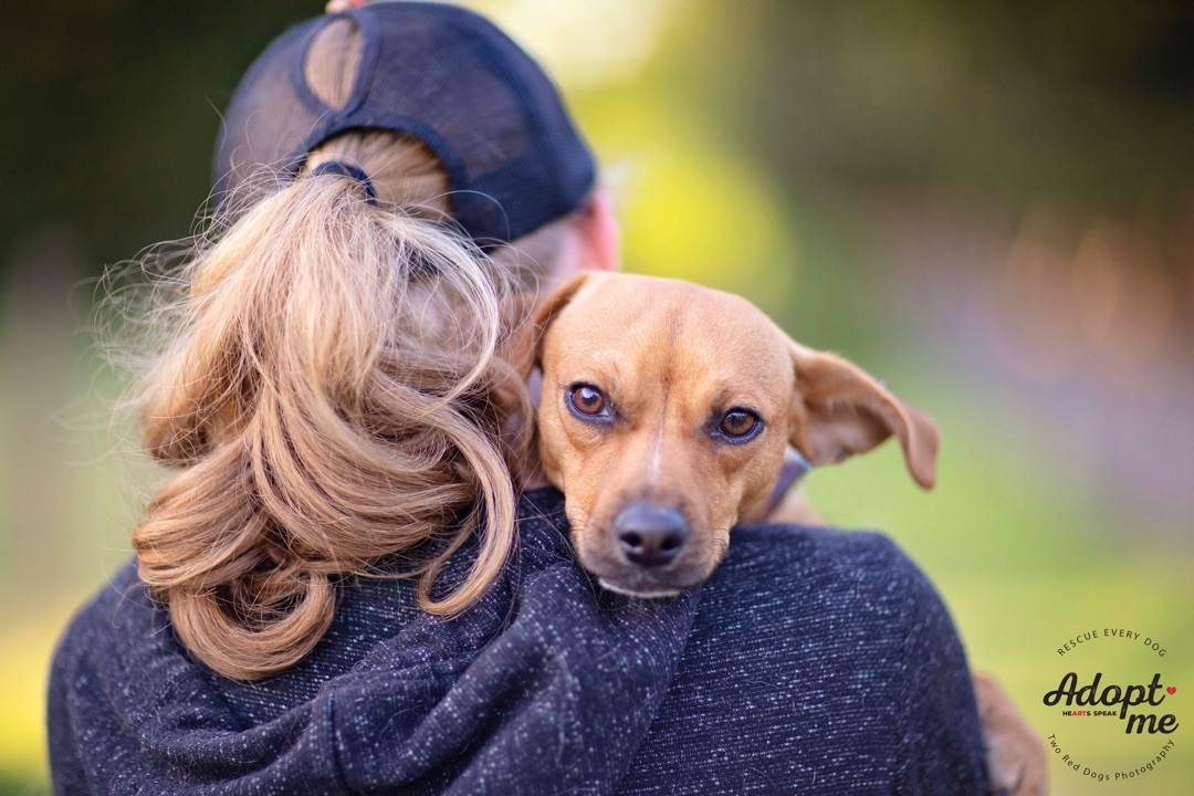 Enlarge Pablo & Paloma - Paloma, a Adoptable mixed breed in Seattle, WA image 5/10