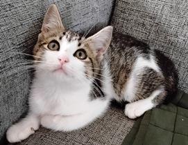 Lilo, Adoptable, Kitten Female Domestic Short Hair.