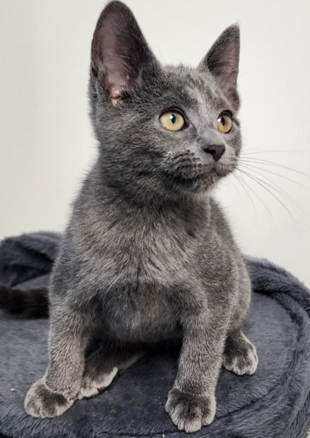 Enlarge Pickletoes, a Adopted Domestic Short Hair in Rochester, NY image 1/1