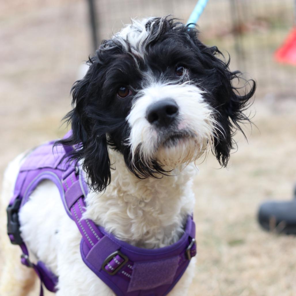 CT Randy, Adoptable, Young Male Poodle & Setter.