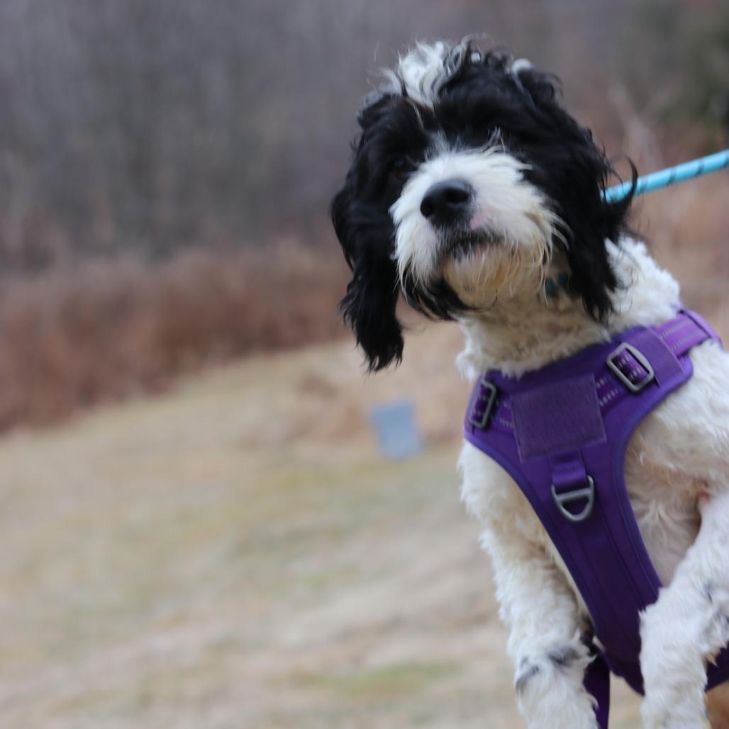 Enlarge CT Randy, a Adoptable mixed breed in Eastford, CT image 3/4