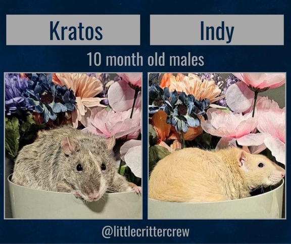 Kratos & Indy, an adopted Rat in Eugene, OR_image-1