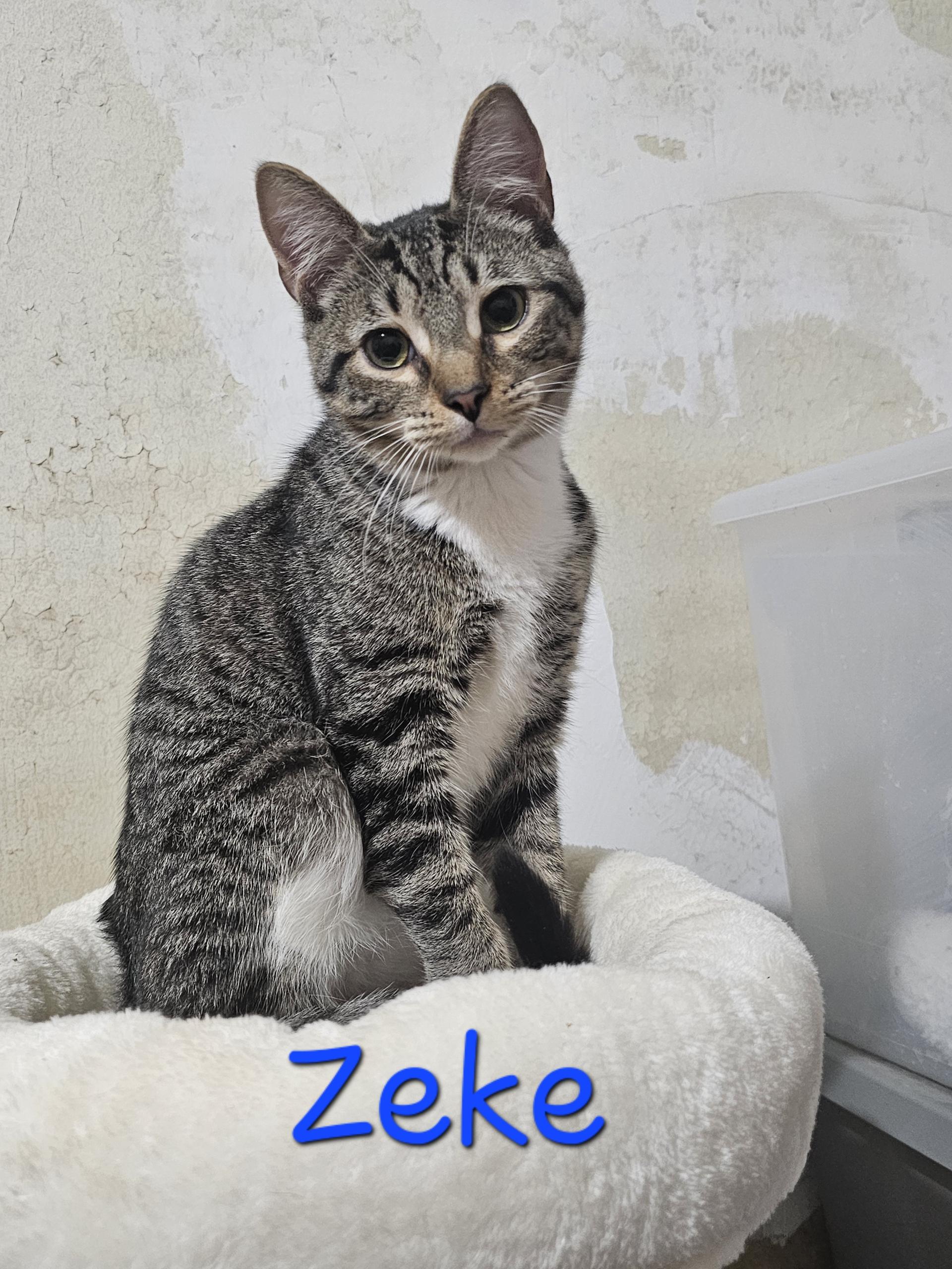 Enlarge Zeke (B), a Adoptable Domestic Short Hair in Greenville, SC image 1/1