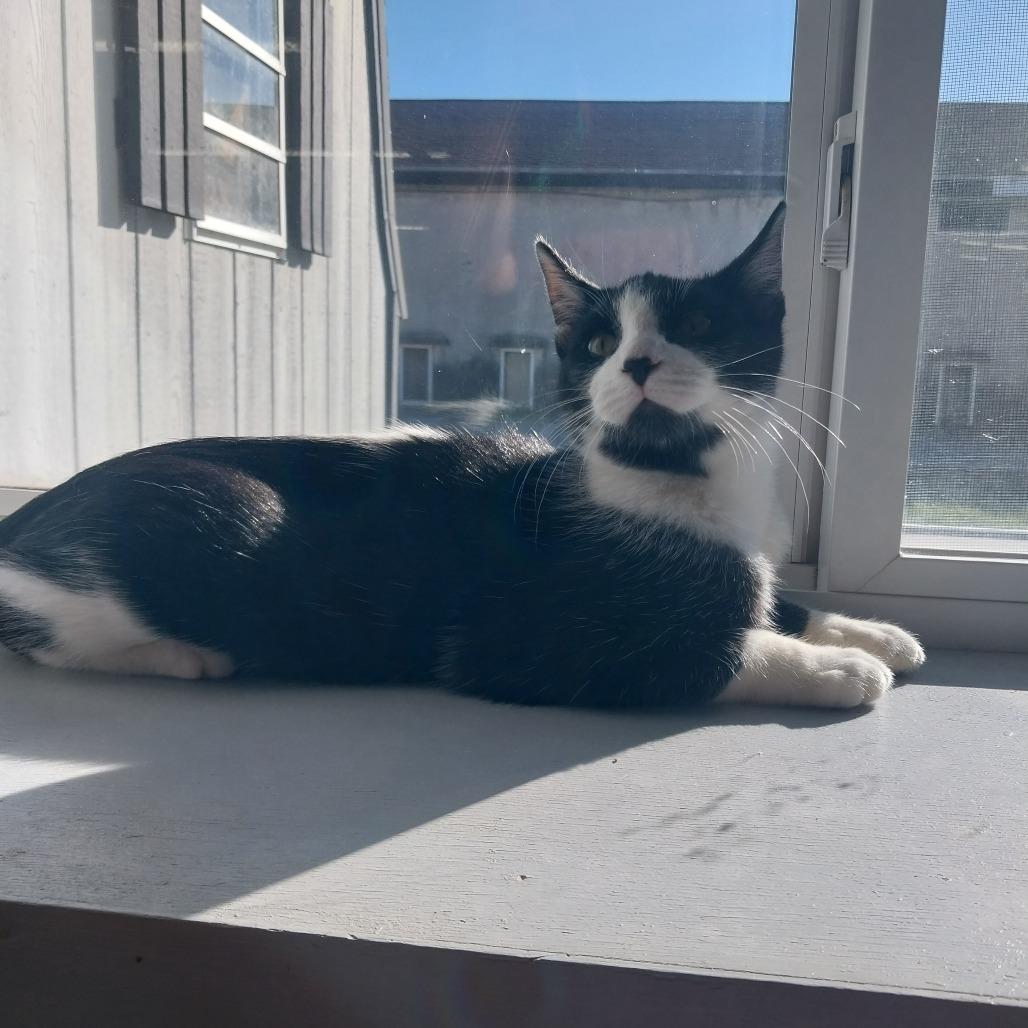 Enlarge Bath Tub (Vestal PetSmart), a Adoptable Domestic Short Hair in East Smithfield , PA image 1/6