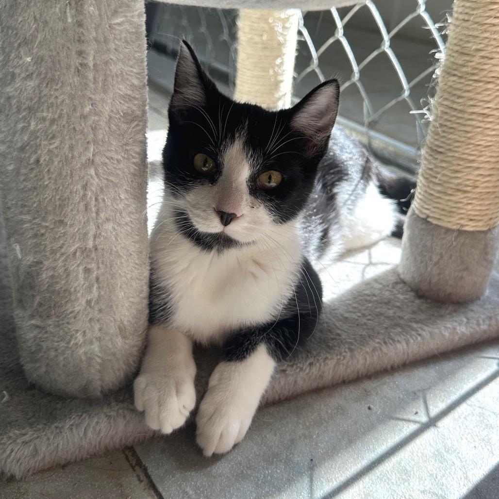 Enlarge Bath Tub (Vestal PetSmart), a Adoptable Domestic Short Hair in East Smithfield , PA image 2/6