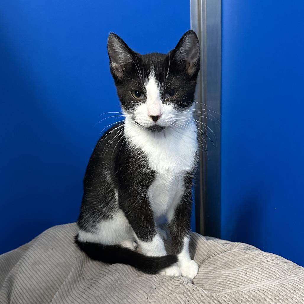 Enlarge Bath Tub (Vestal PetSmart), a Adoptable Domestic Short Hair in East Smithfield , PA image 3/6