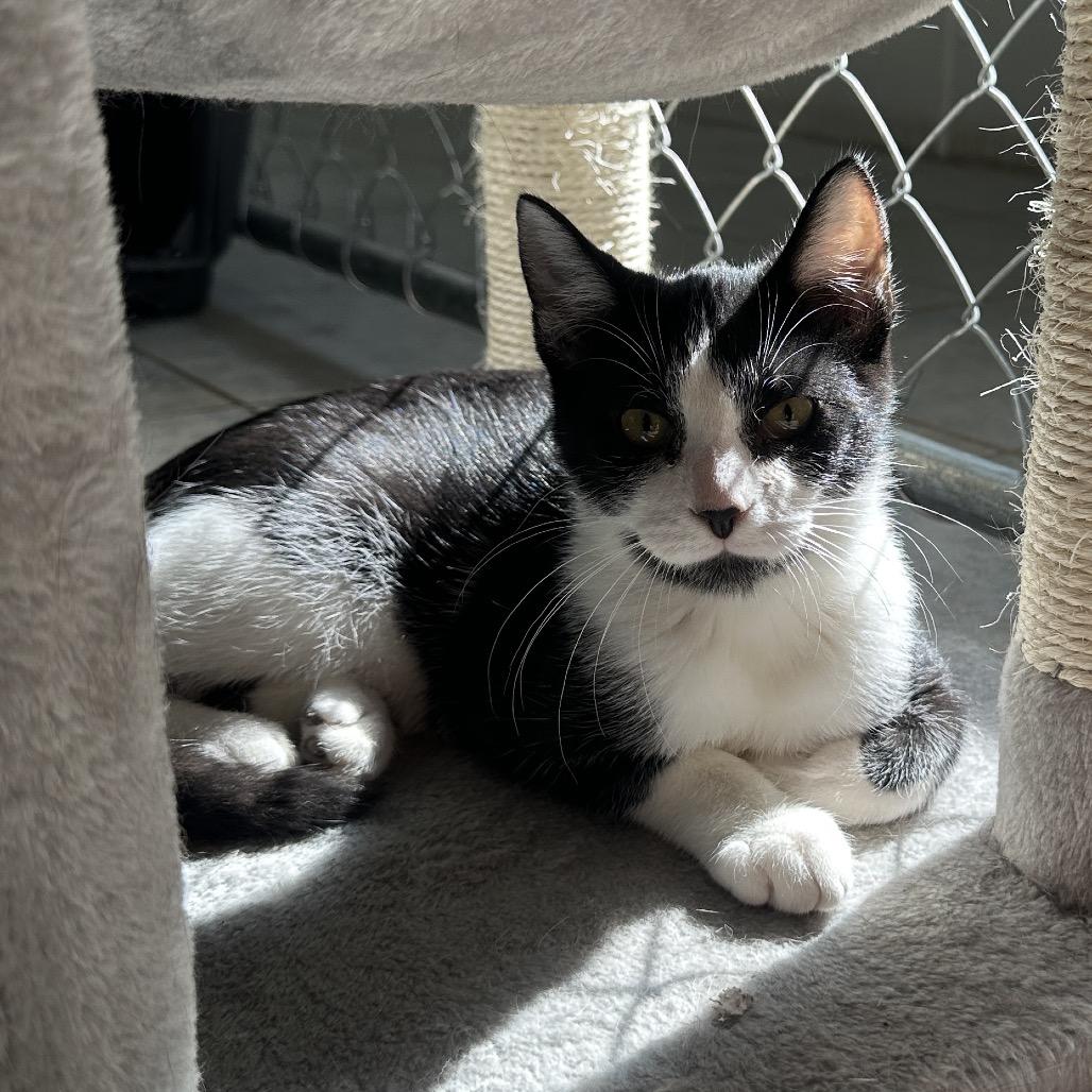 Enlarge Bath Tub (Vestal PetSmart), a Adoptable Domestic Short Hair in East Smithfield , PA image 5/6