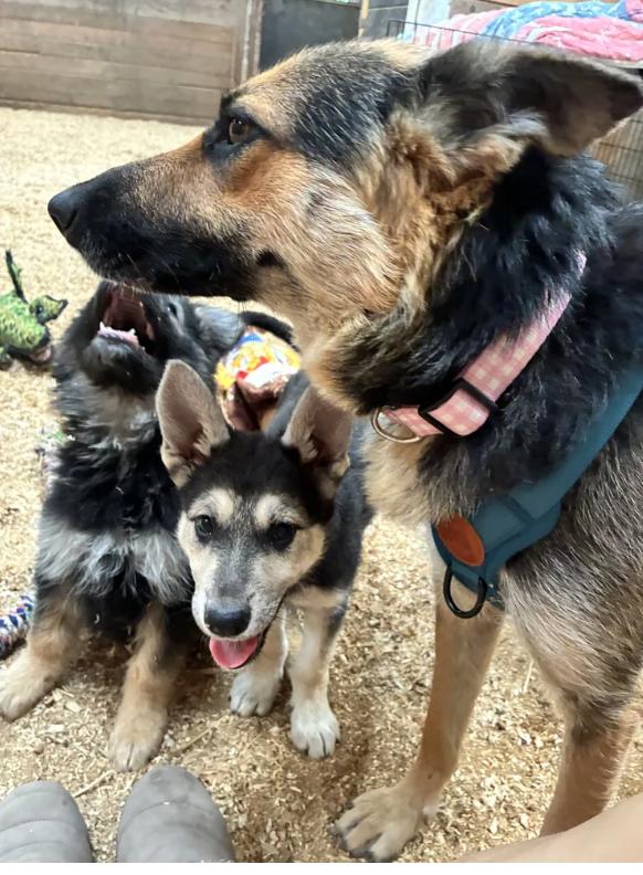 Enlarge Mango, a ADOPTABLE mixed breed in Davis, CA image 3/4