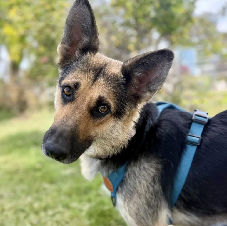 Enlarge Mango, a ADOPTABLE mixed breed in Davis, CA image 1/4