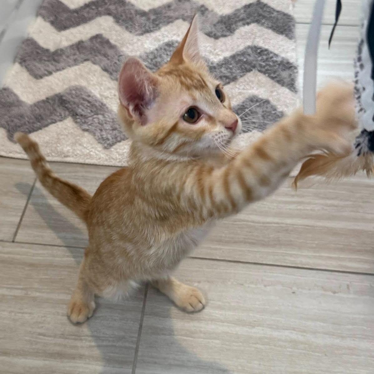 Felix, a ADOPTABLE Domestic Short Hair in Queen Creek, AZ image 3/6
