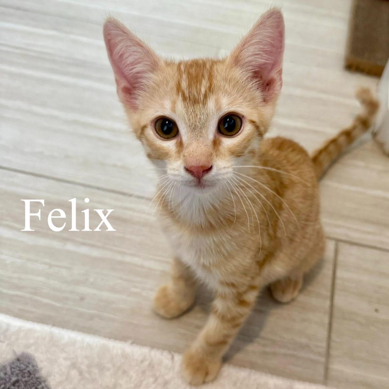 Felix, a ADOPTABLE Domestic Short Hair in Queen Creek, AZ image 4/6