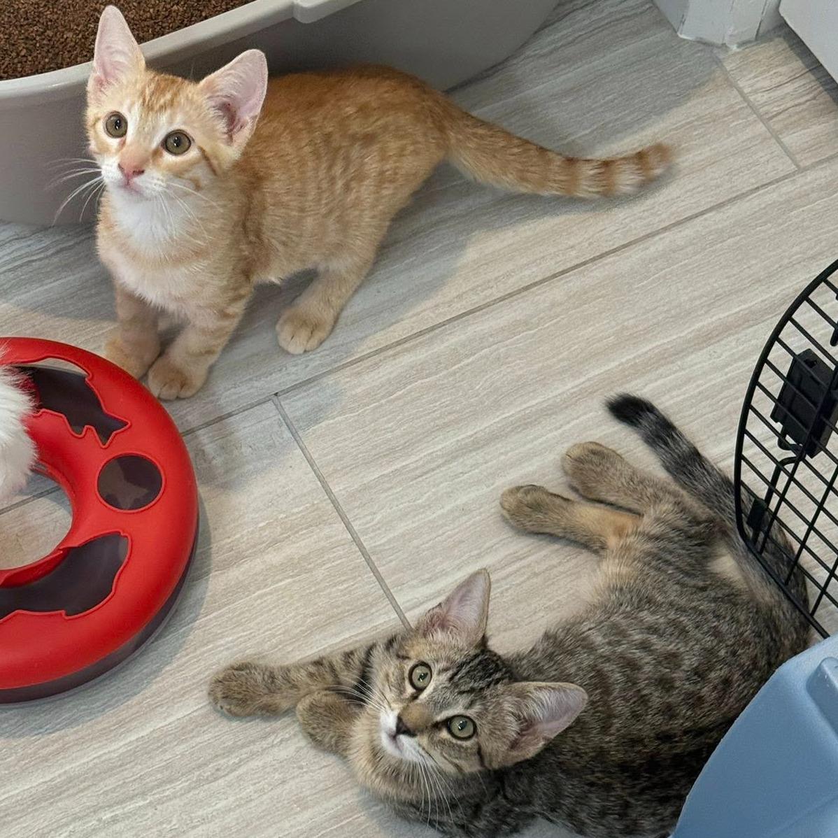 Felix, a ADOPTABLE Domestic Short Hair in Queen Creek, AZ image 5/6