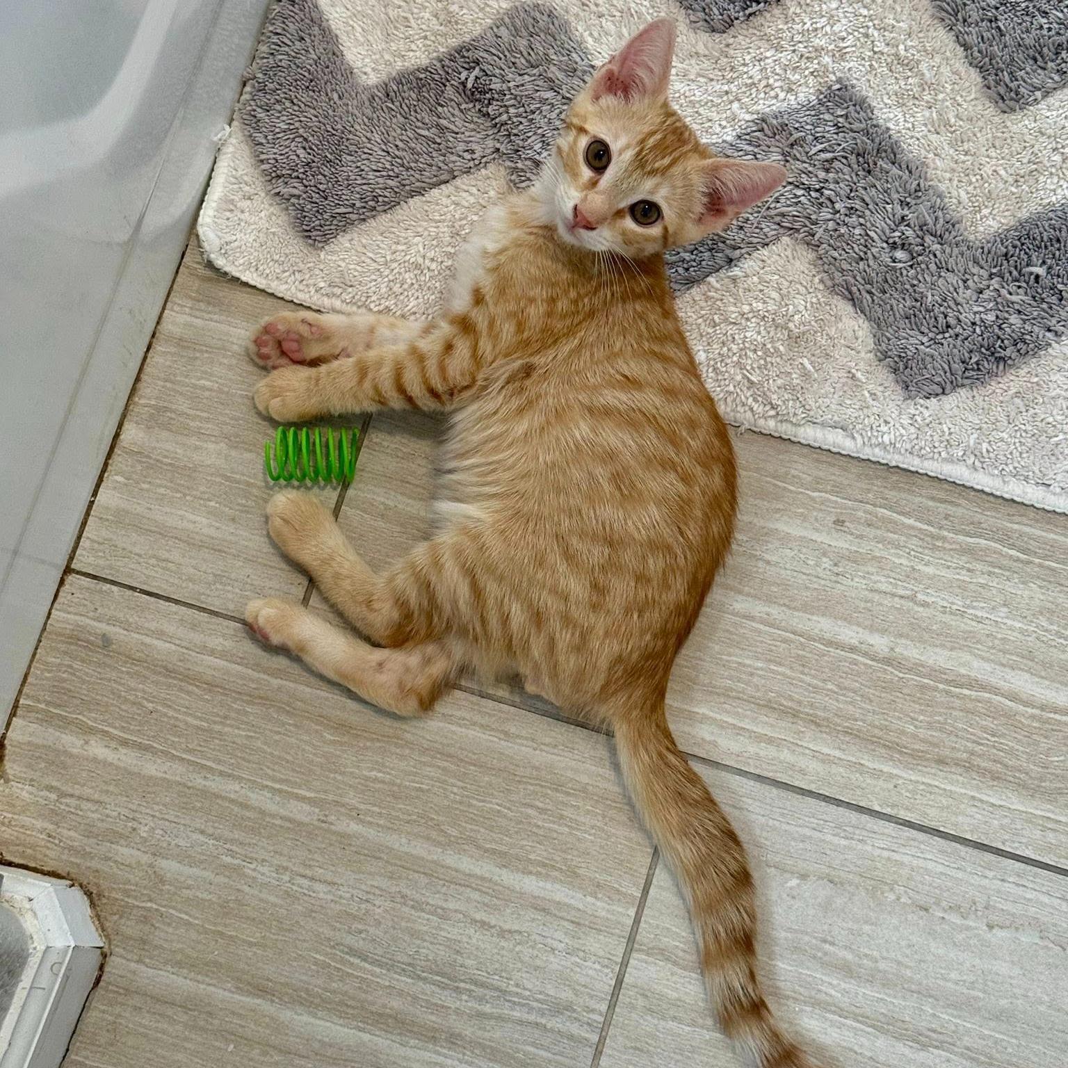 Felix, a ADOPTABLE Domestic Short Hair in Queen Creek, AZ image 2/6