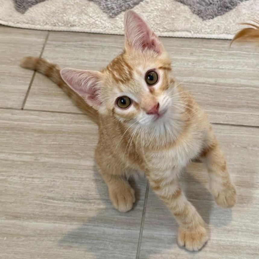 Felix, a ADOPTABLE Domestic Short Hair in Queen Creek, AZ image 1/6