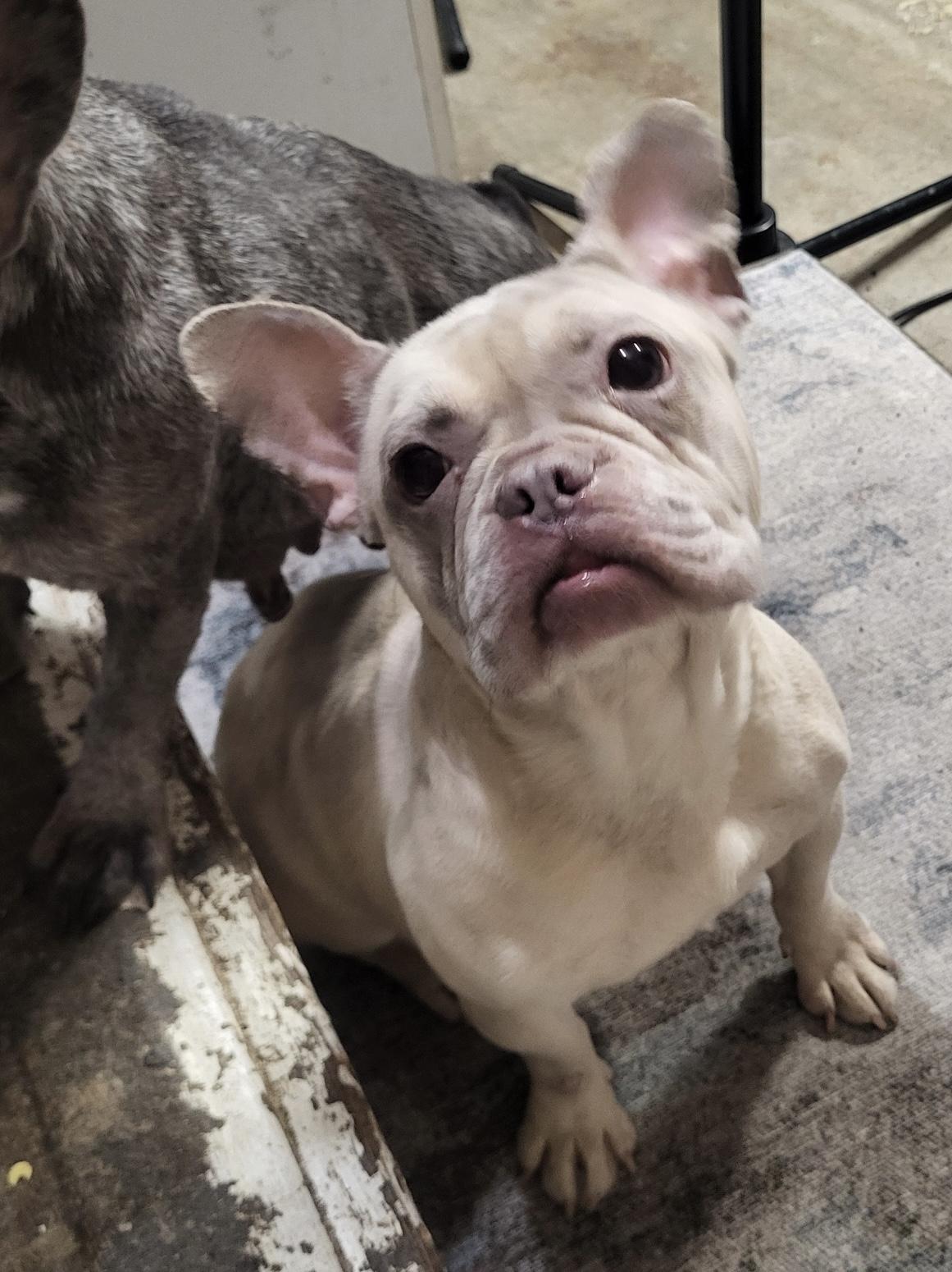 Indie, a ADOPTABLE French Bulldog in modesto, CA image 2/2