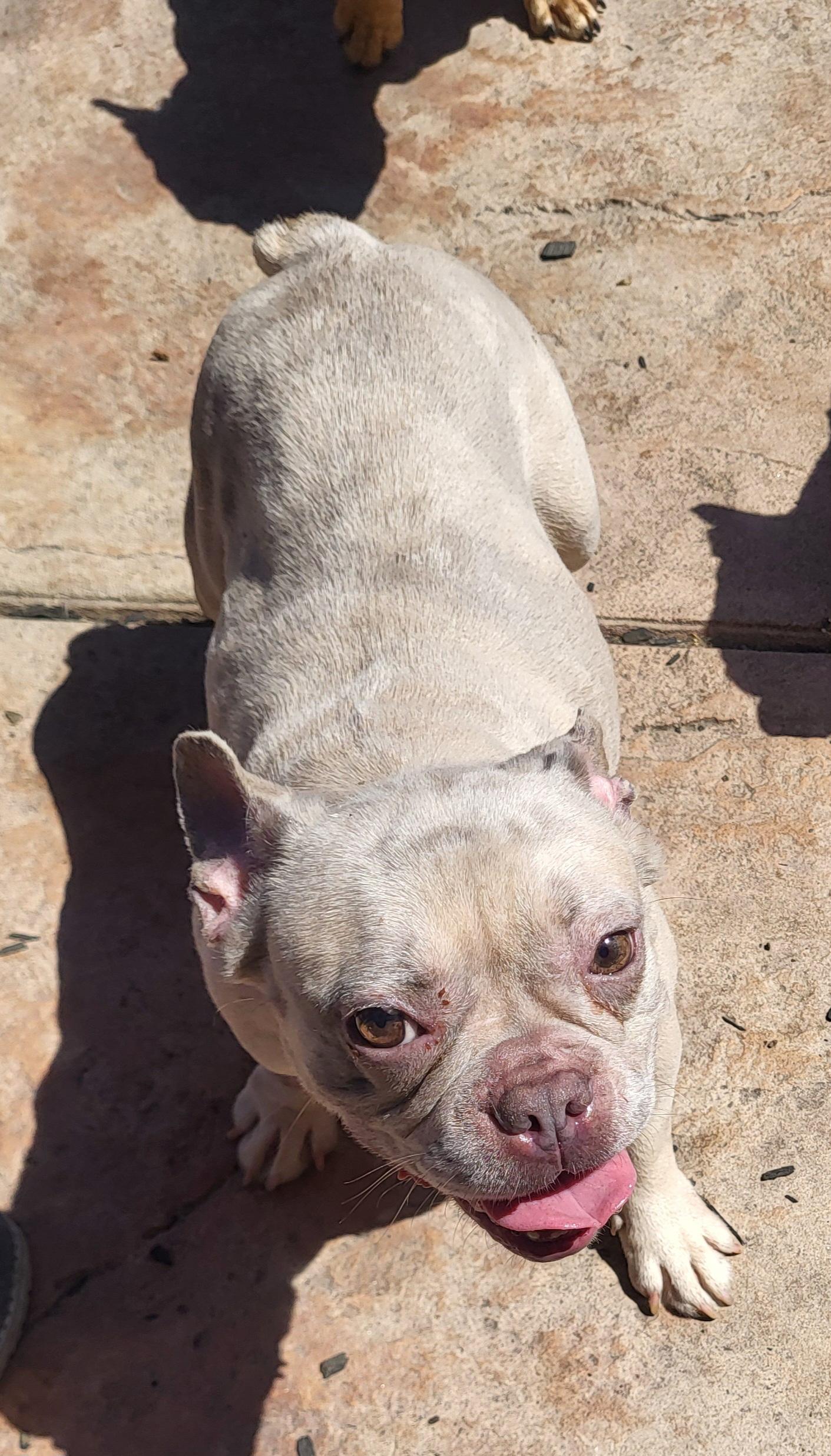 Indie, ADOPTABLE, Adult Female French Bulldog.