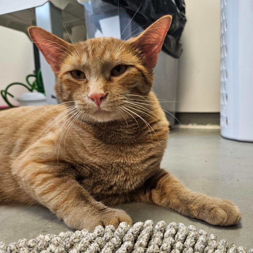 Enlarge Dusty, a Adopted mixed breed in Barron, WI image 1/6