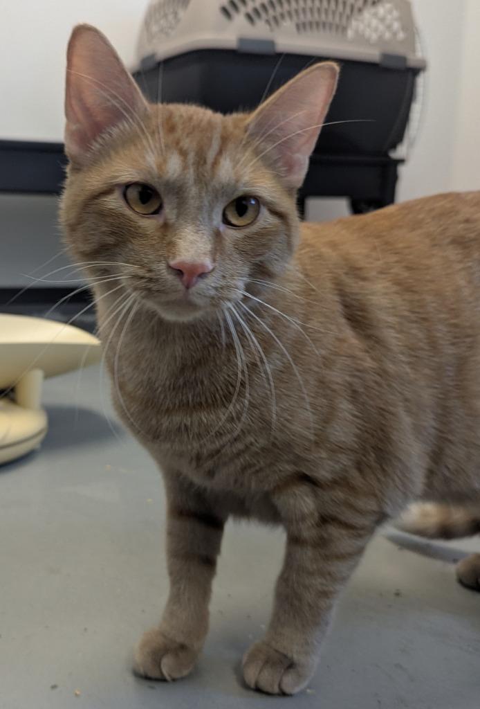Enlarge Dusty, a Adopted mixed breed in Barron, WI image 2/6