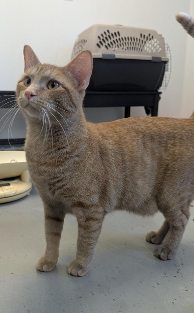 Enlarge Dusty, a Adopted mixed breed in Barron, WI image 3/6