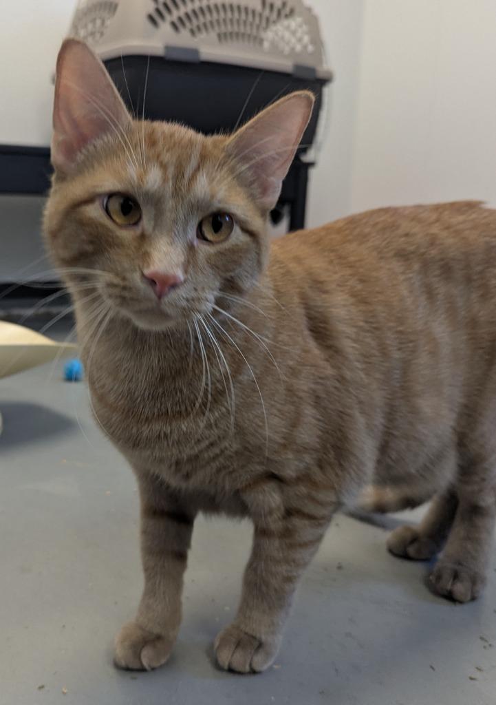 Enlarge Dusty, a Adopted mixed breed in Barron, WI image 4/6
