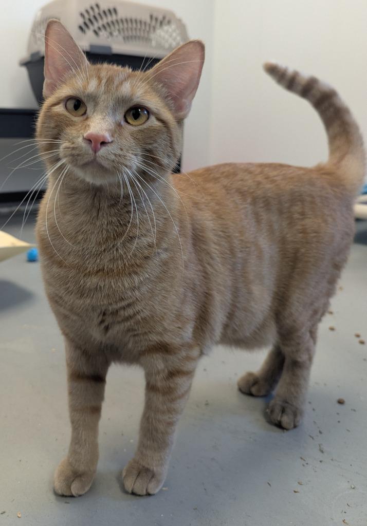 Enlarge Dusty, a Adopted mixed breed in Barron, WI image 5/6