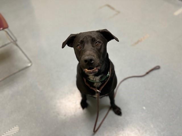 DEX, Adoptable, Young Male Labrador Retriever & Mixed Breed.