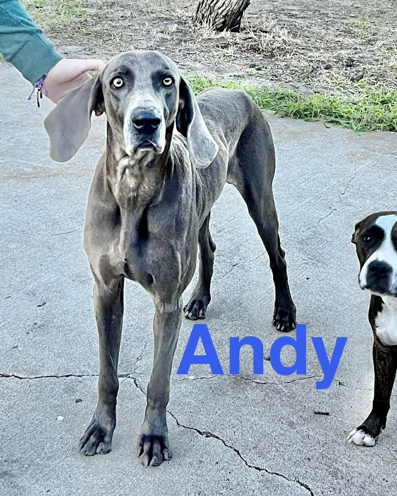 Andy, a ADOPTABLE Weimaraner in Bellingham, WA image 3/6