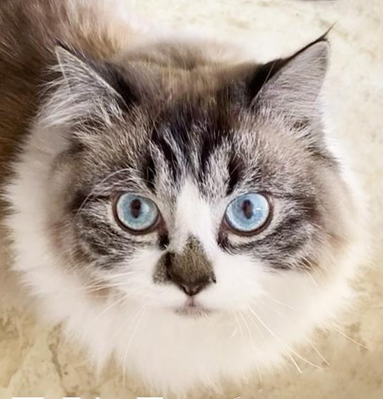 Leo, Adopted, Young Male Ragdoll.