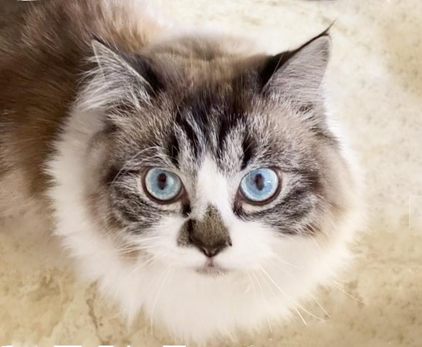 Enlarge Leo, a Adopted Ragdoll in Mansfield, OH image 2/2