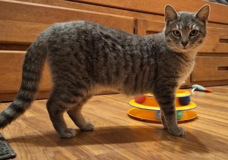 Enlarge Millie, a ADOPTABLE Tabby in Cincinnati, OH image 2/4