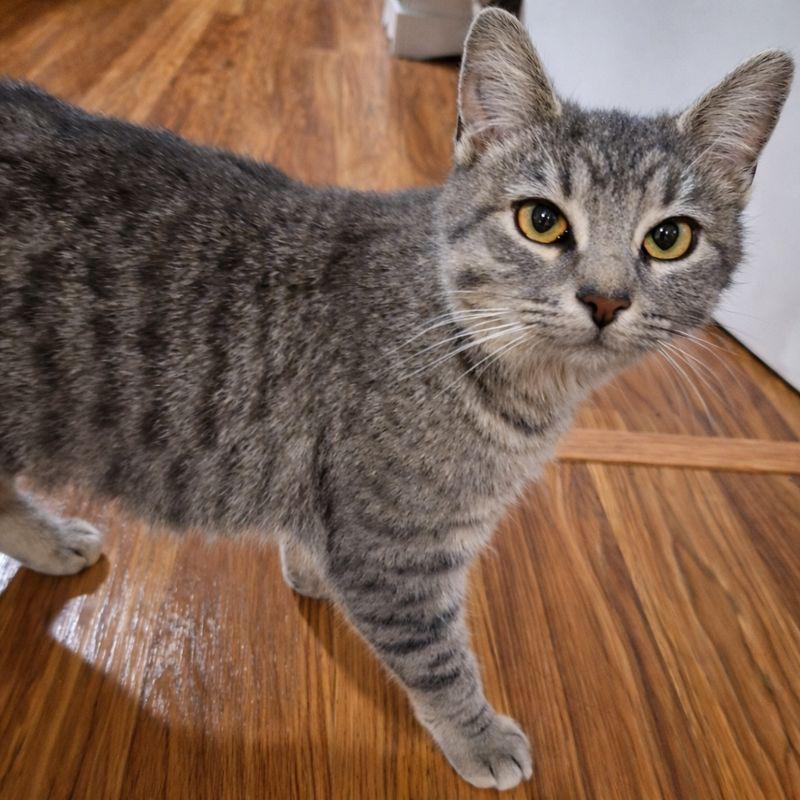 Enlarge Millie, a ADOPTABLE Tabby in Cincinnati, OH image 3/4