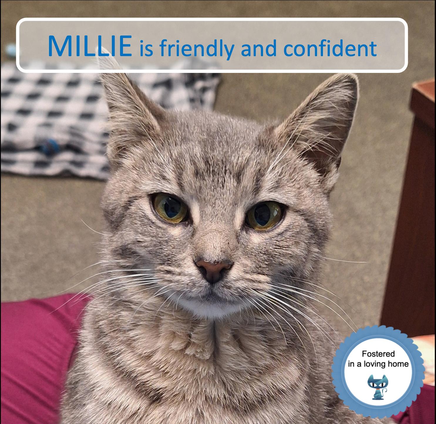 Enlarge Millie, a ADOPTABLE Tabby in Cincinnati, OH image 1/4