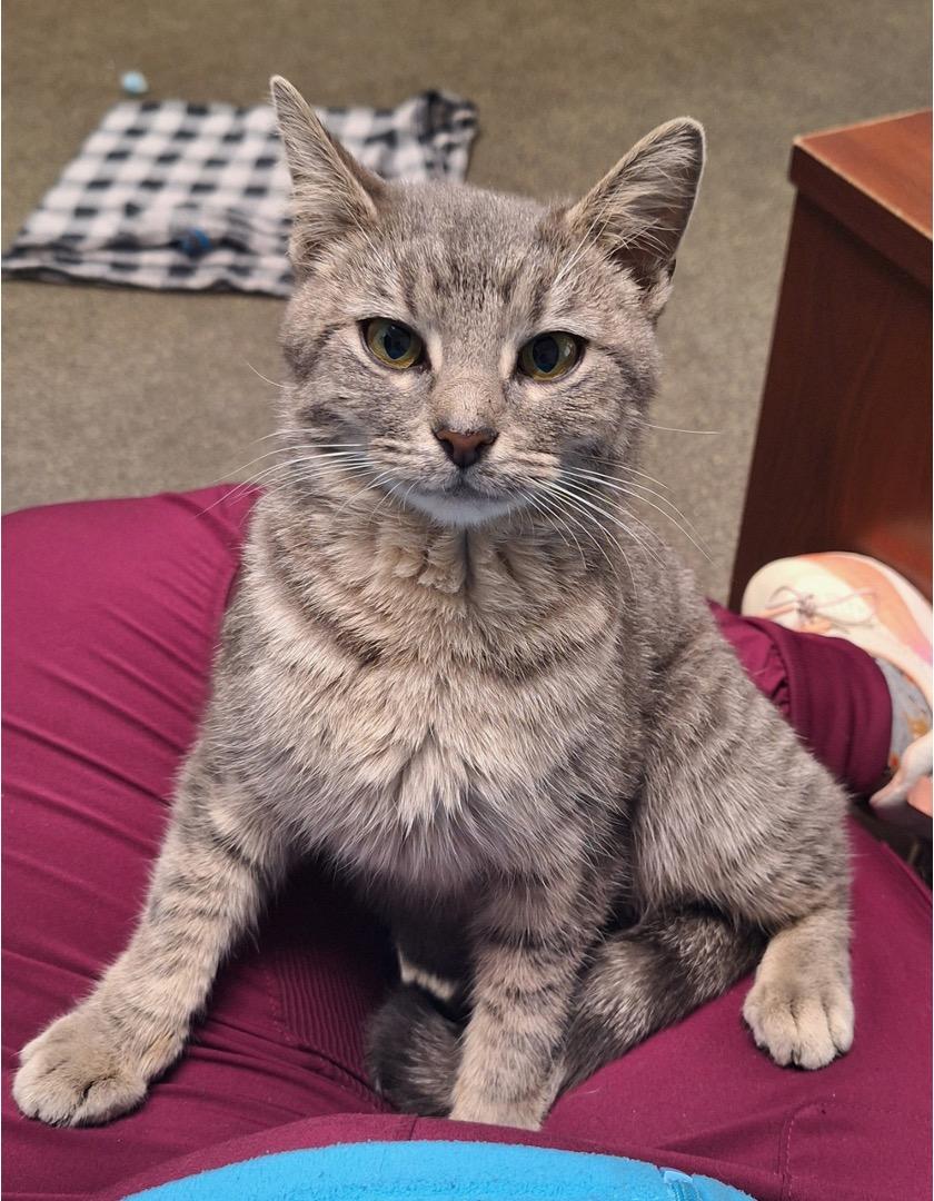 Enlarge Millie, a ADOPTABLE Tabby in Cincinnati, OH image 4/4