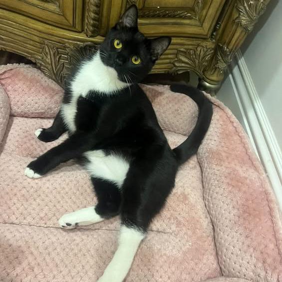 Whiskers, Adoptable, Young Female Domestic Short Hair.