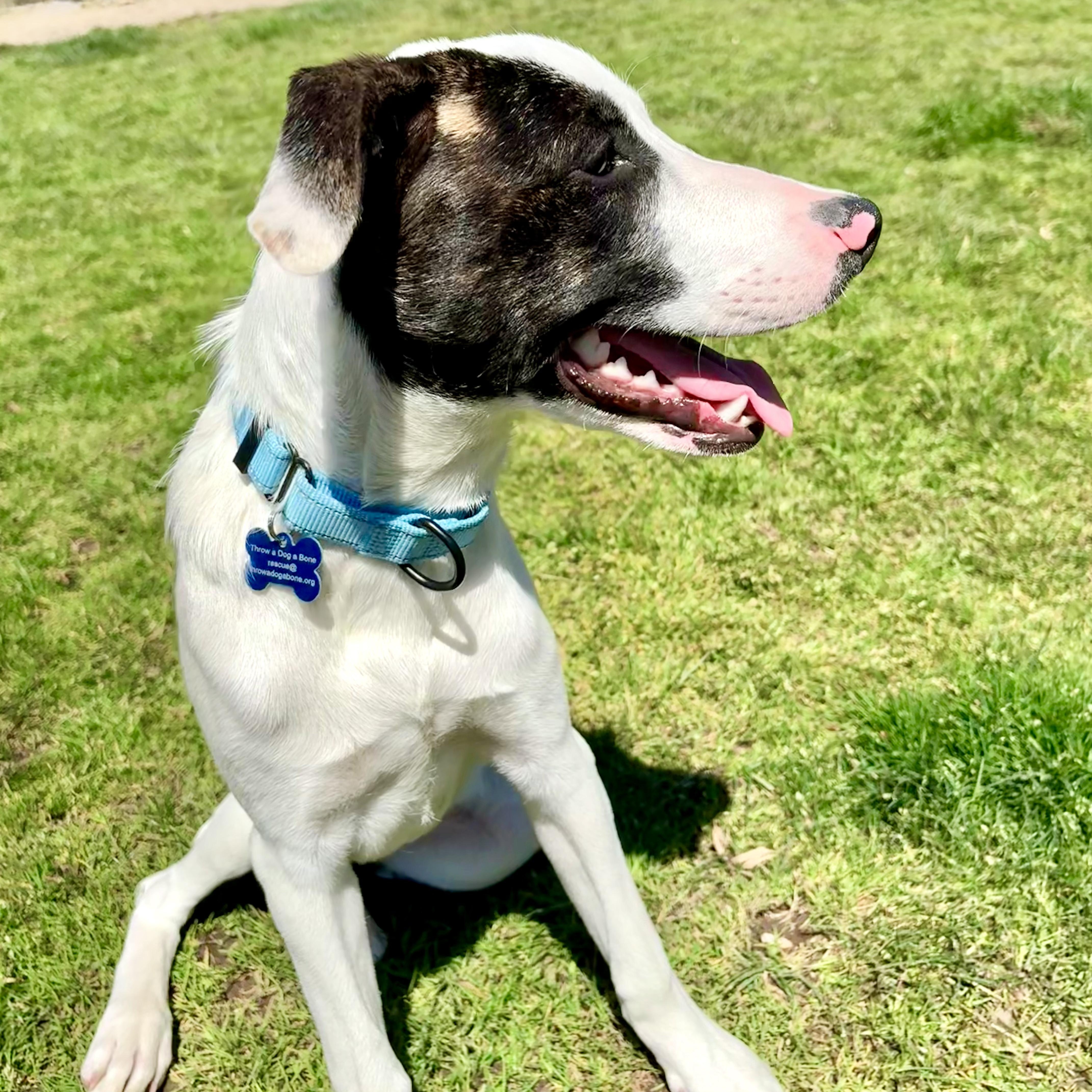 Enlarge Buckle, a Adoptable Plott Hound in Happy Valley, OR image 5/6