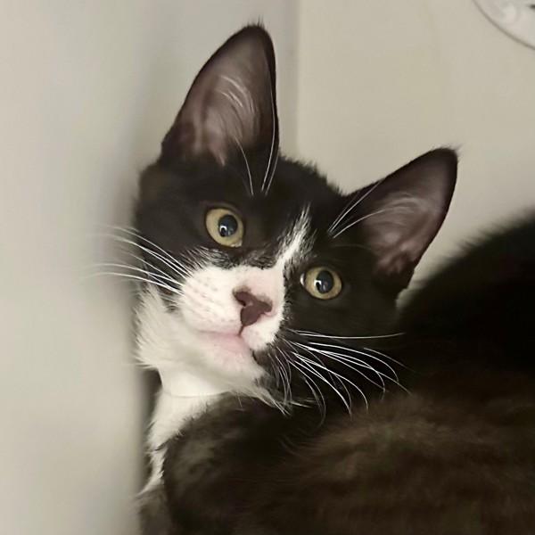 Enlarge Lawson, a Adoptable mixed breed in Walnut Creek, CA image 1/2